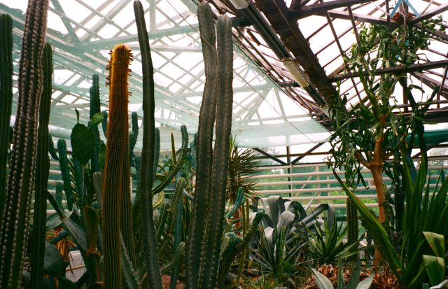 Кактусы тропического леса в Киевском Ботаническом саду